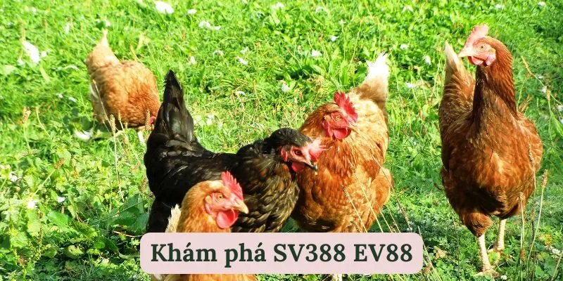 Các loại hình gá đá tại SV388 EV88