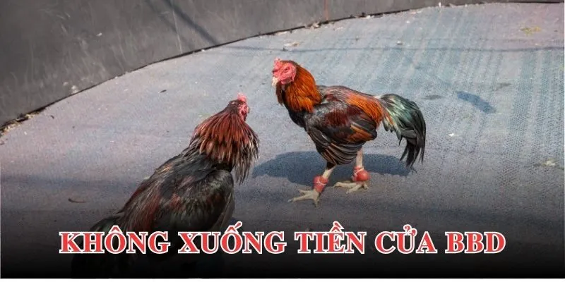 3 mẹo cá cược đá gà cựa sắt cực hay