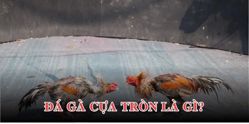 Đá gà cựa tròn hấp dẫn nhờ quy cách tổ chức chuyên nghiệp, chất lượng