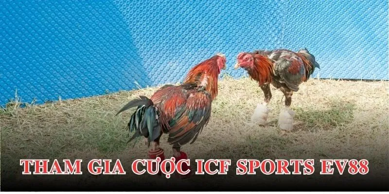 Cá cược đá gà online tại ICF Sports EV88
