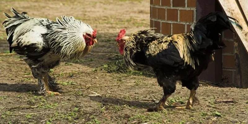 Kinh nghiệm xương máu chọn gà đỉnh cao