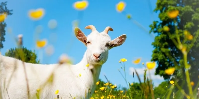 Liệu mơ thấy Dê thì đánh con gì - Danh sách các con số?